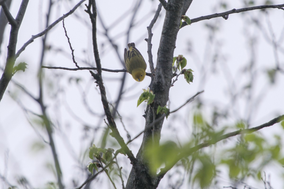 Yellow Warbler (Northern) - ML618468174