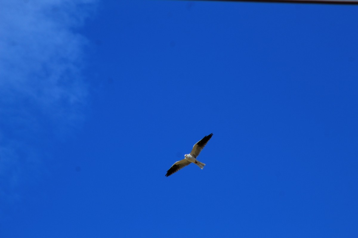 White-tailed Kite - ML618468193
