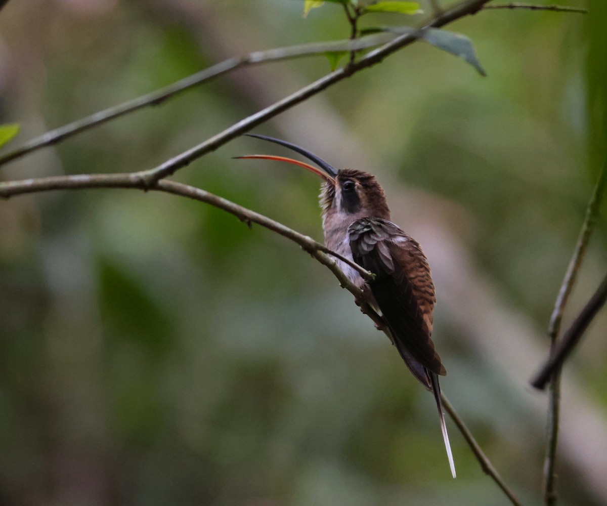 Long-billed Hermit - Aitor Gonzalo