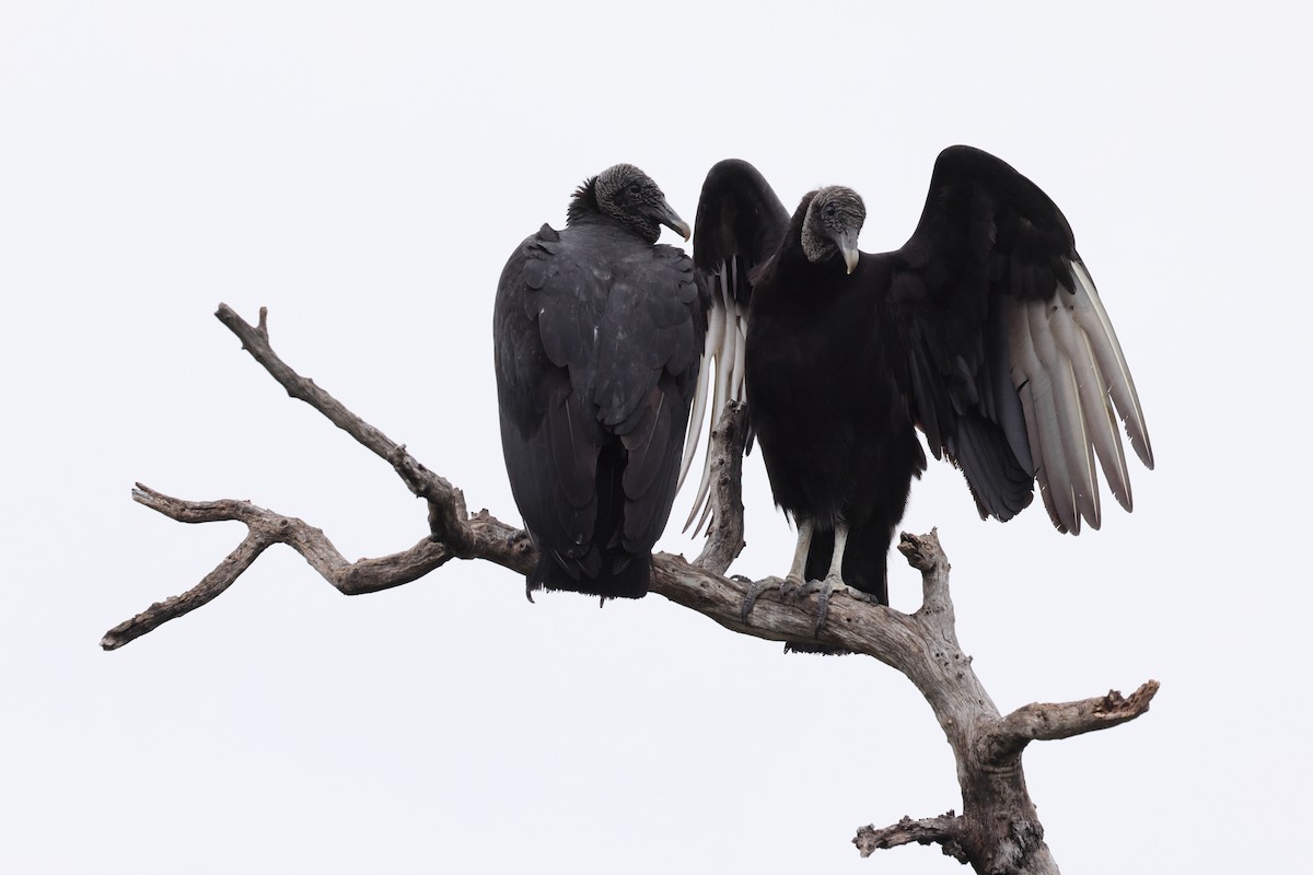 Black Vulture - ML618468250