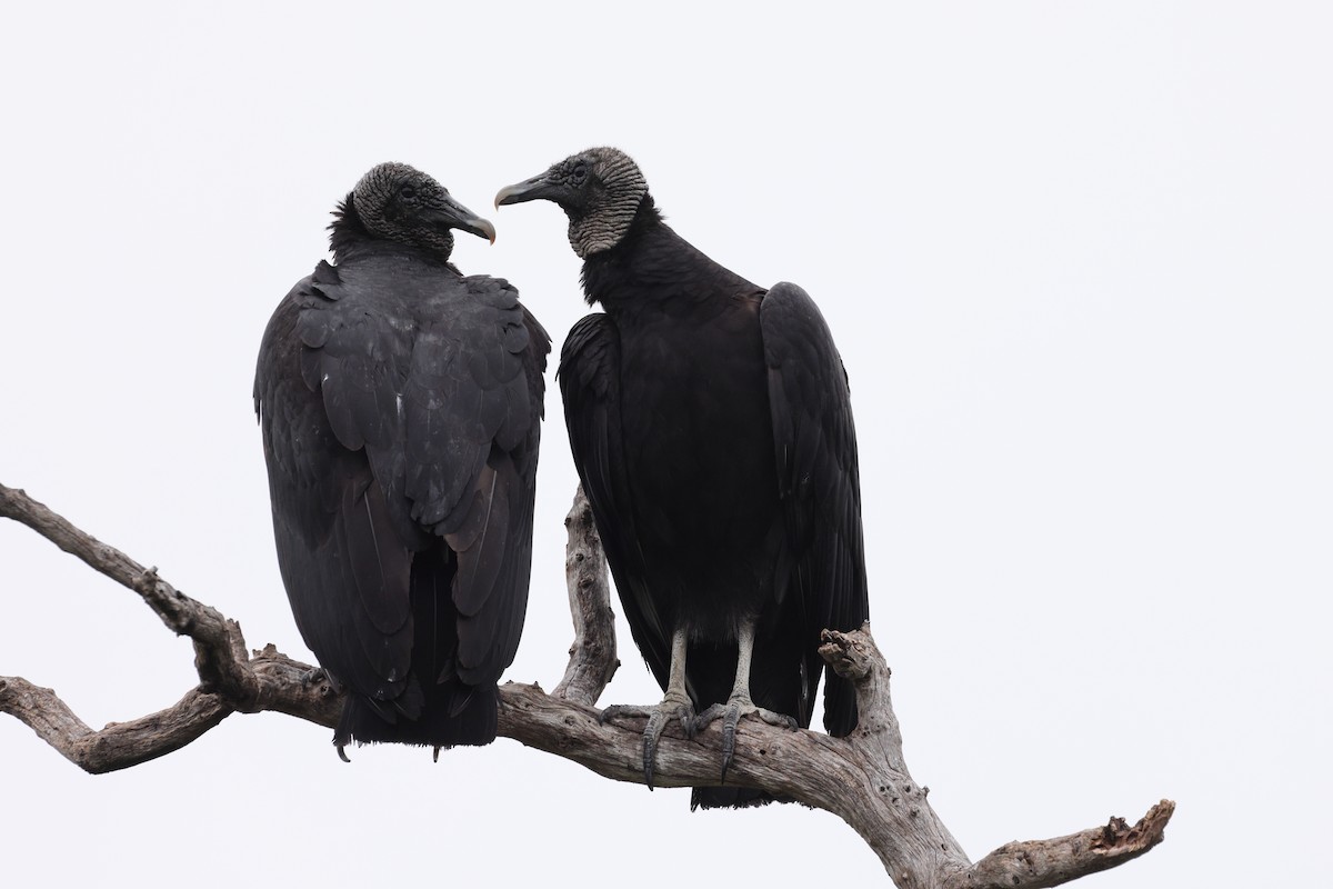Black Vulture - Fernanda Araujo