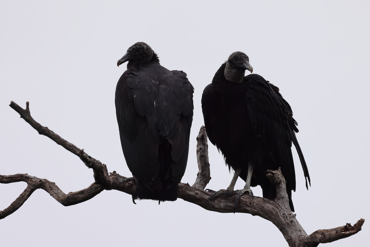 Black Vulture - ML618468265