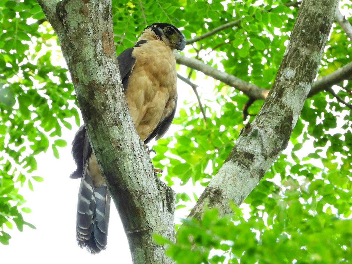 Collared Forest-Falcon - Mary Leigh