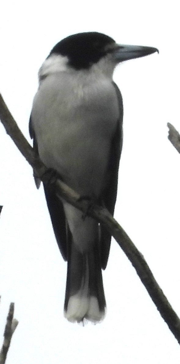 Gray Butcherbird - ML618468293
