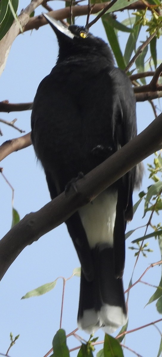 Pied Currawong - ML618468299
