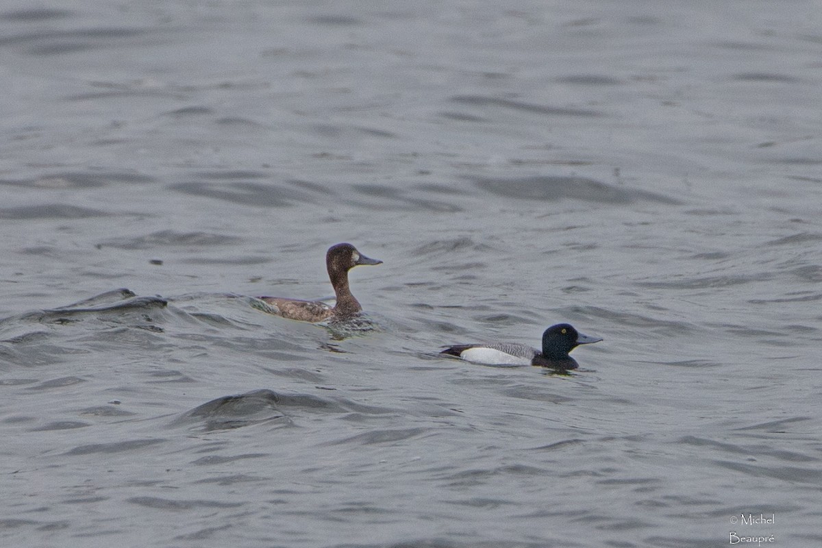 Greater Scaup - ML618468302