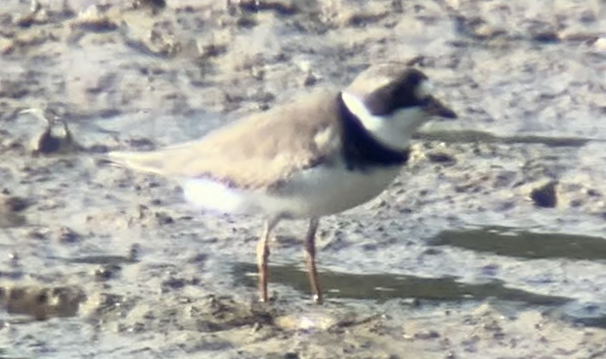 Semipalmated Plover - ML618468316