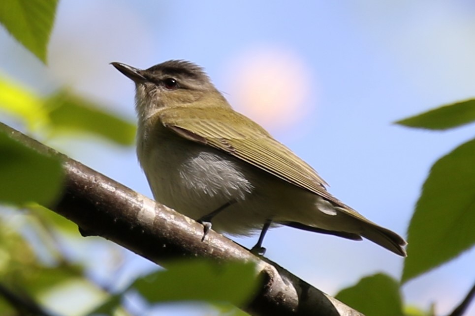 Red-eyed Vireo - Barry Fasciano