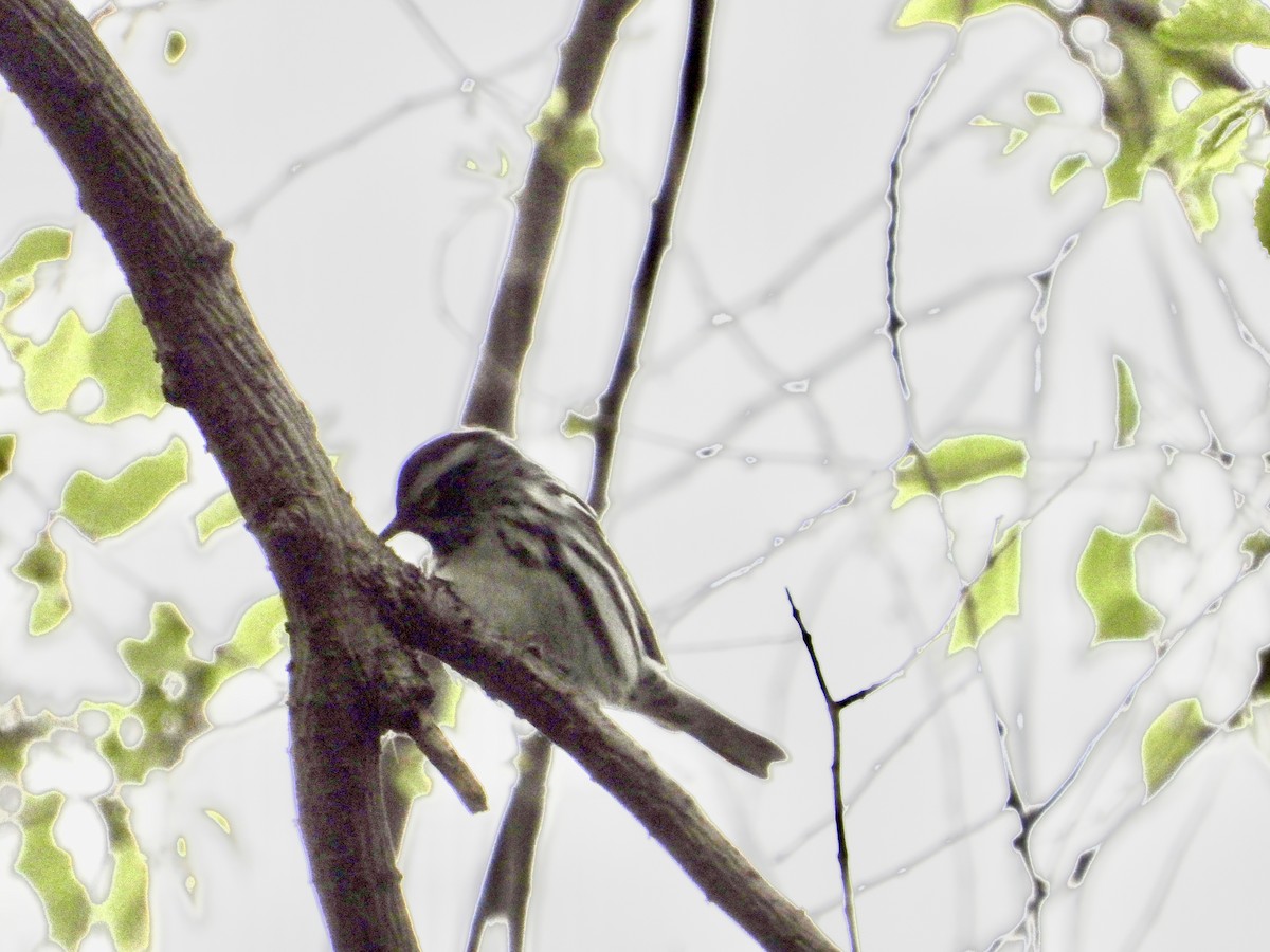 Black-and-white Warbler - ML618468338