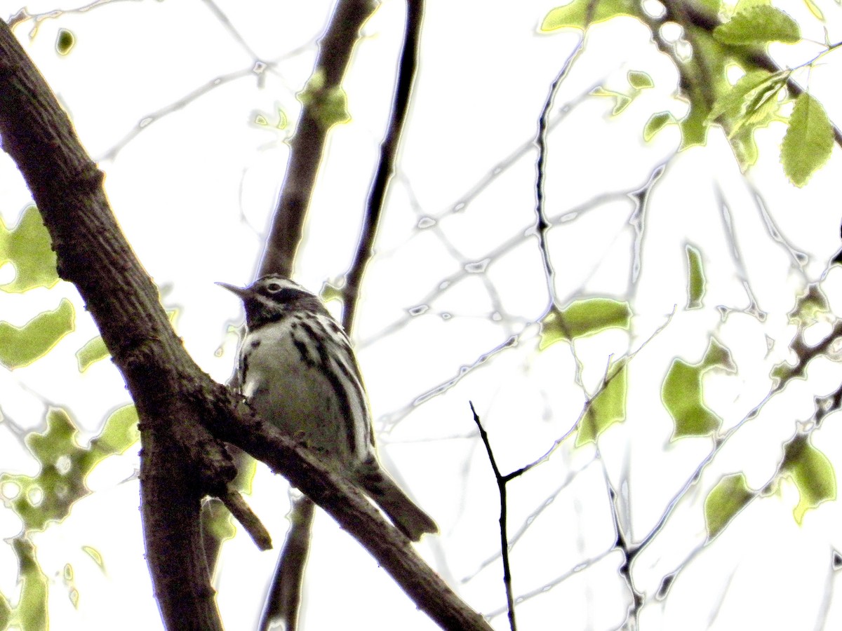 Black-and-white Warbler - ML618468339