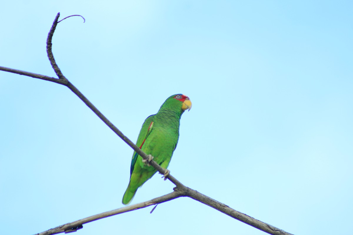 White-fronted Parrot - ML618468367