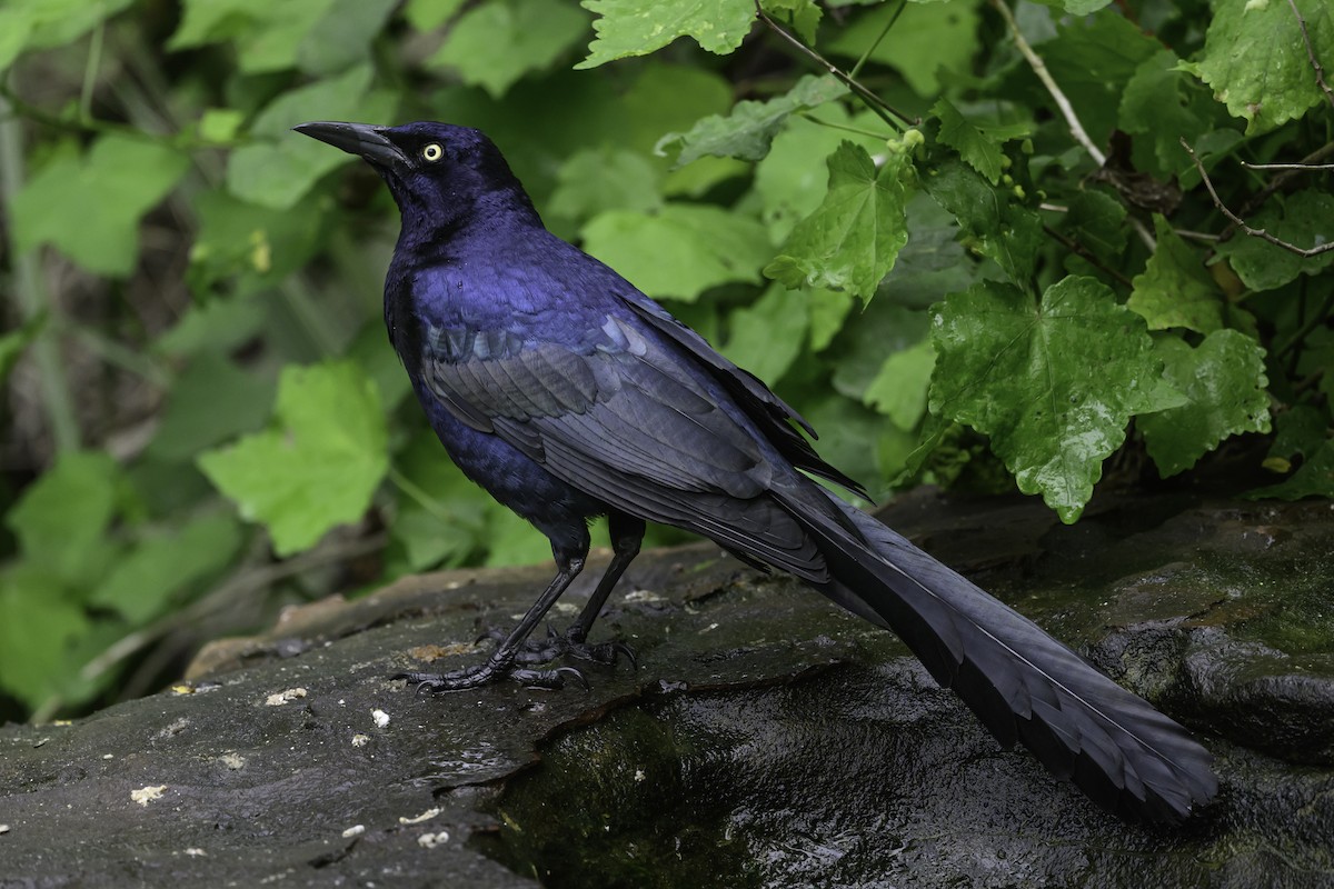 Great-tailed Grackle - ML618468371