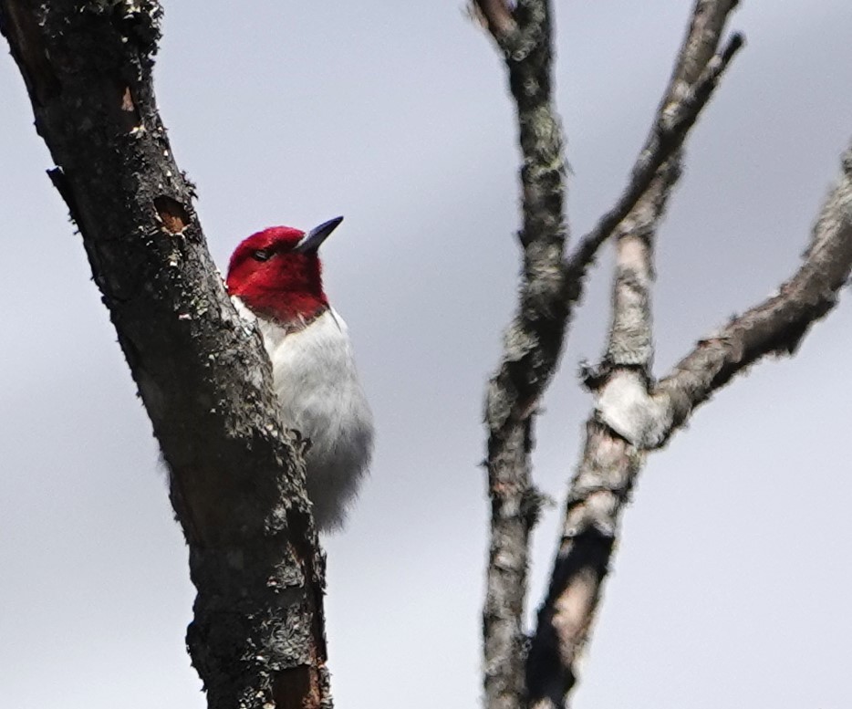 Red-headed Woodpecker - ML618468395