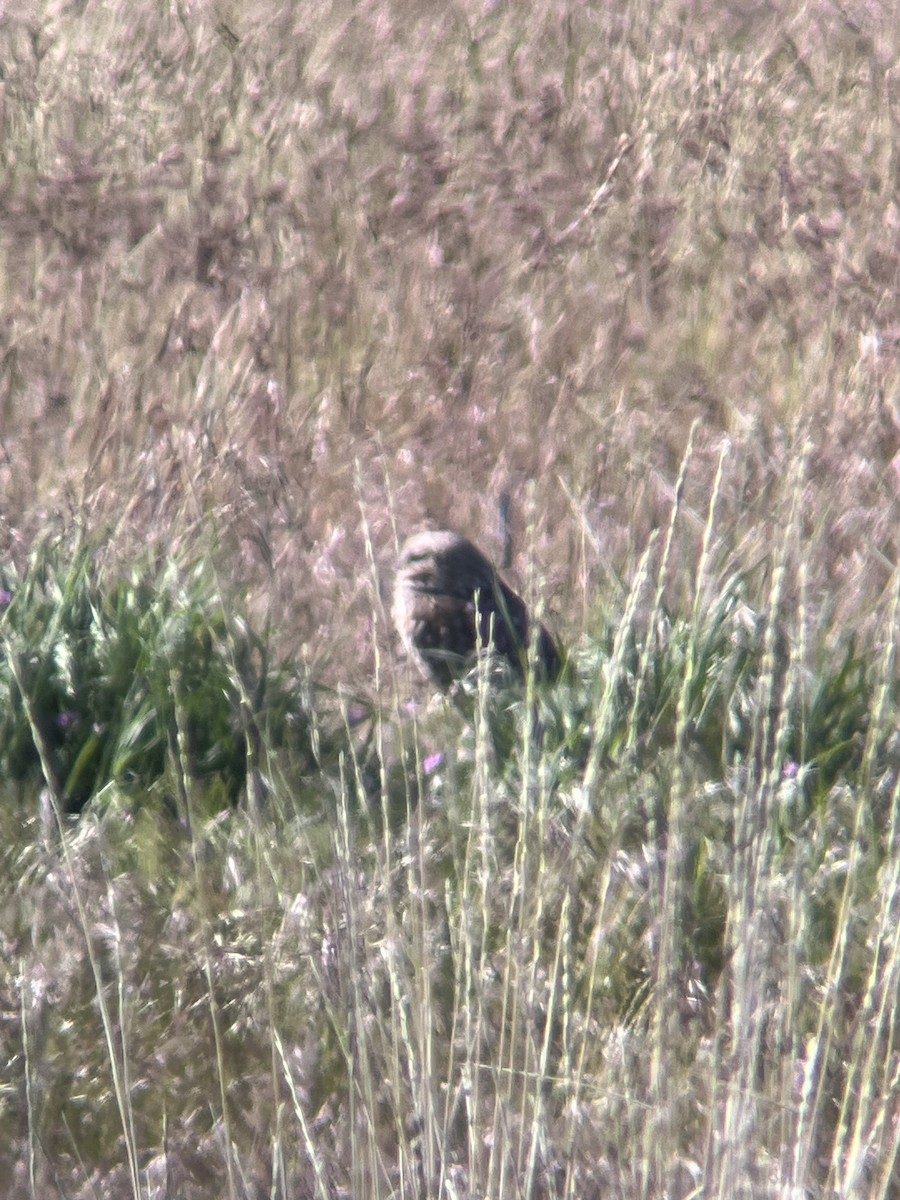 Burrowing Owl (Western) - ML618468406