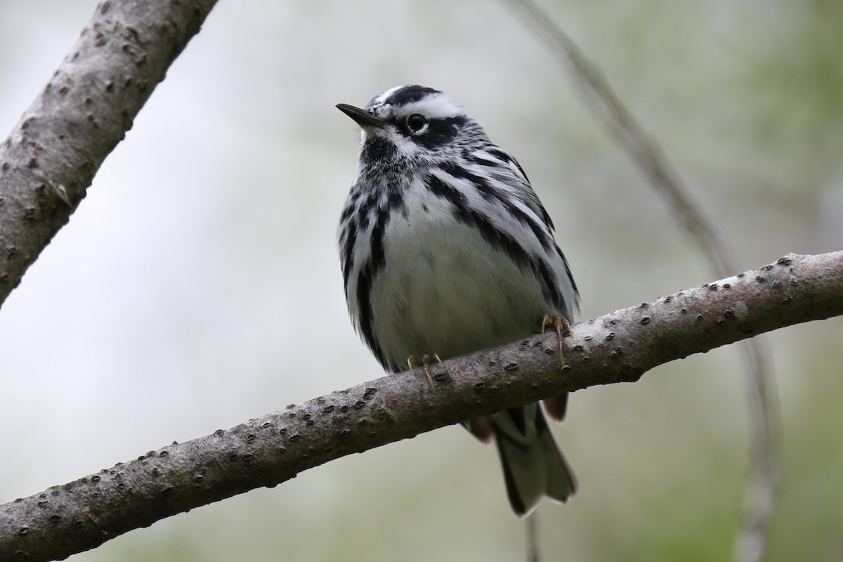 Black-and-white Warbler - ML618468411
