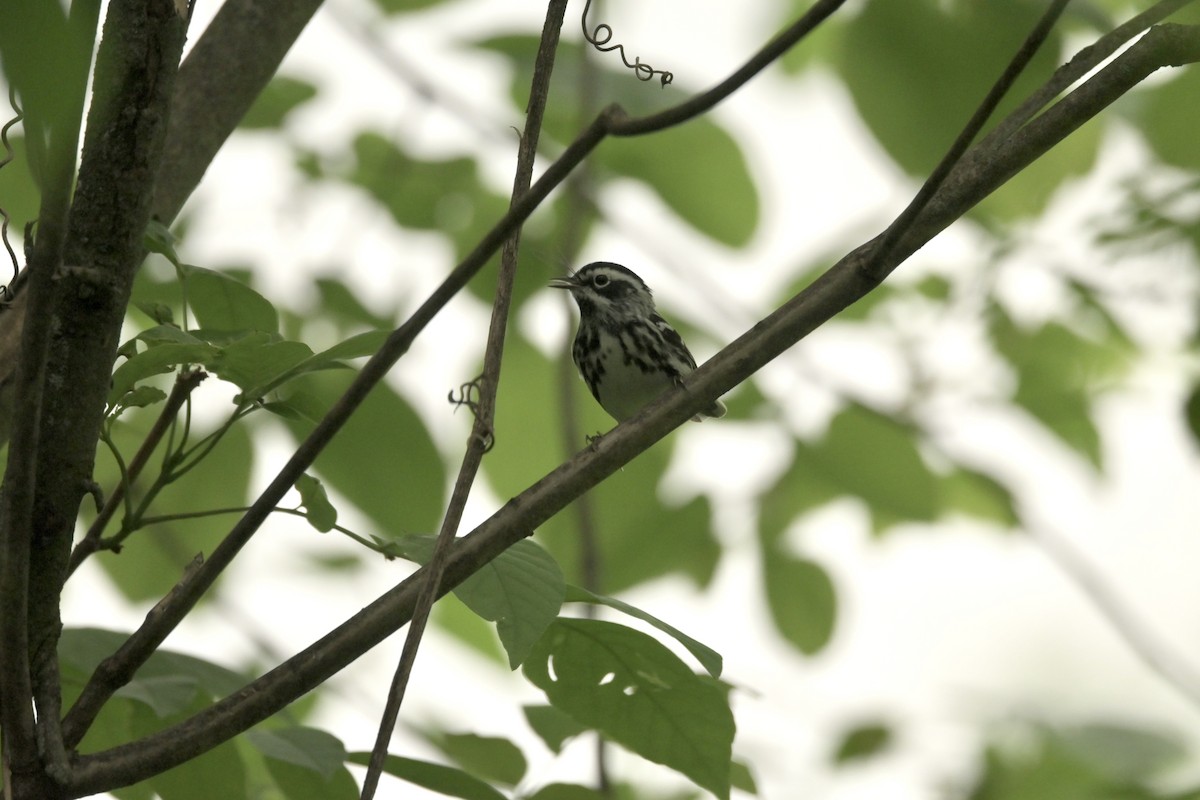 Black-and-white Warbler - ML618468412