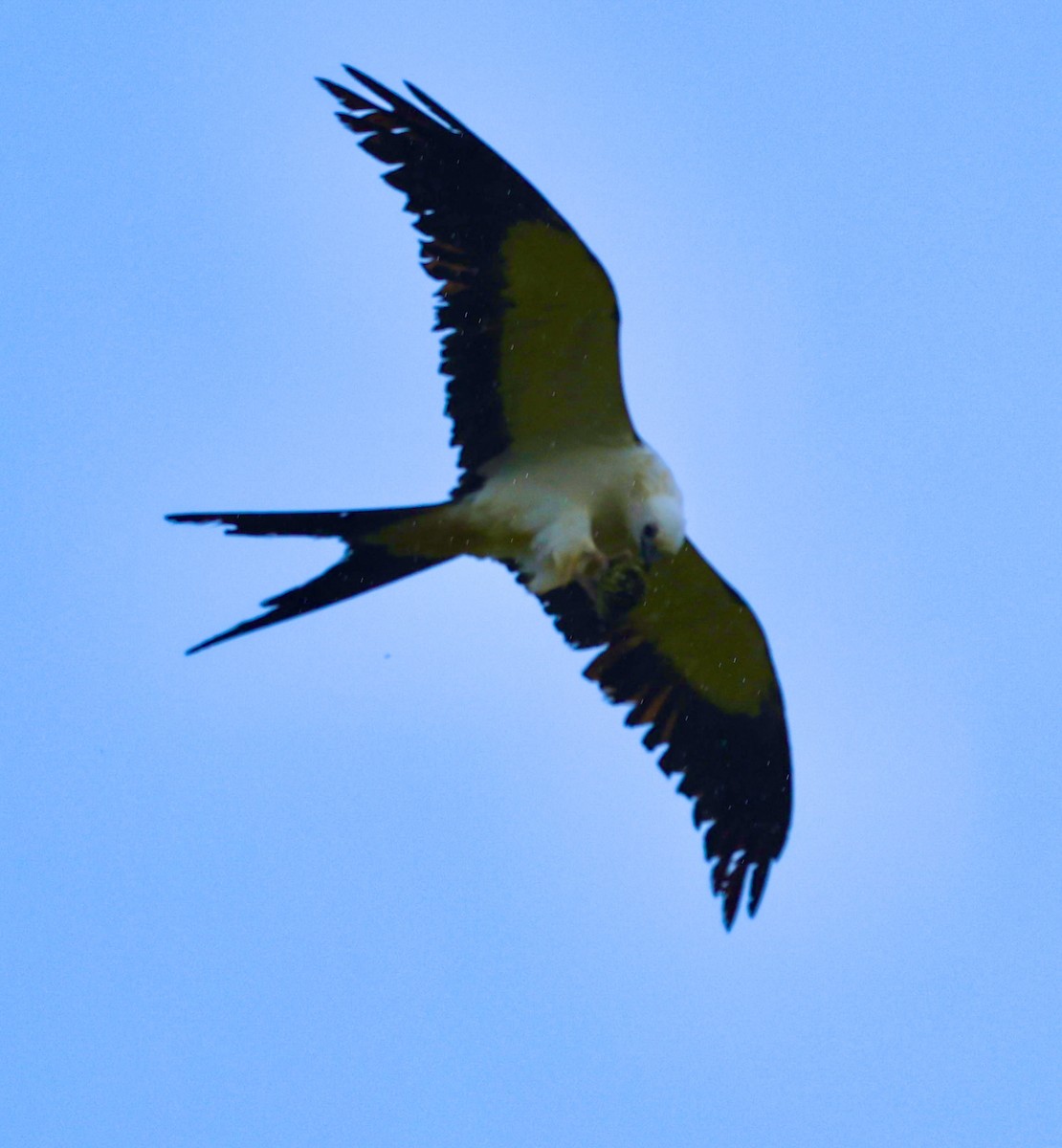 Swallow-tailed Kite - ML618468423