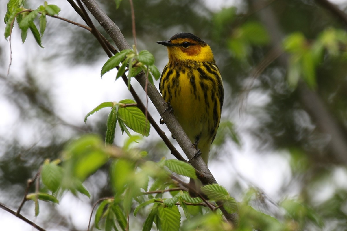 Cape May Warbler - ML618468431
