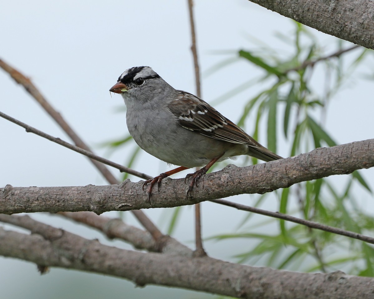 White-crowned Sparrow - ML618468435
