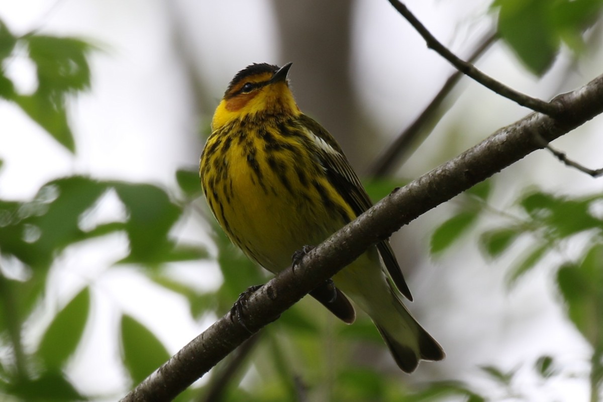 Cape May Warbler - ML618468437