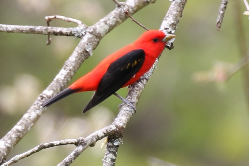 Scarlet Tanager - ML618468448