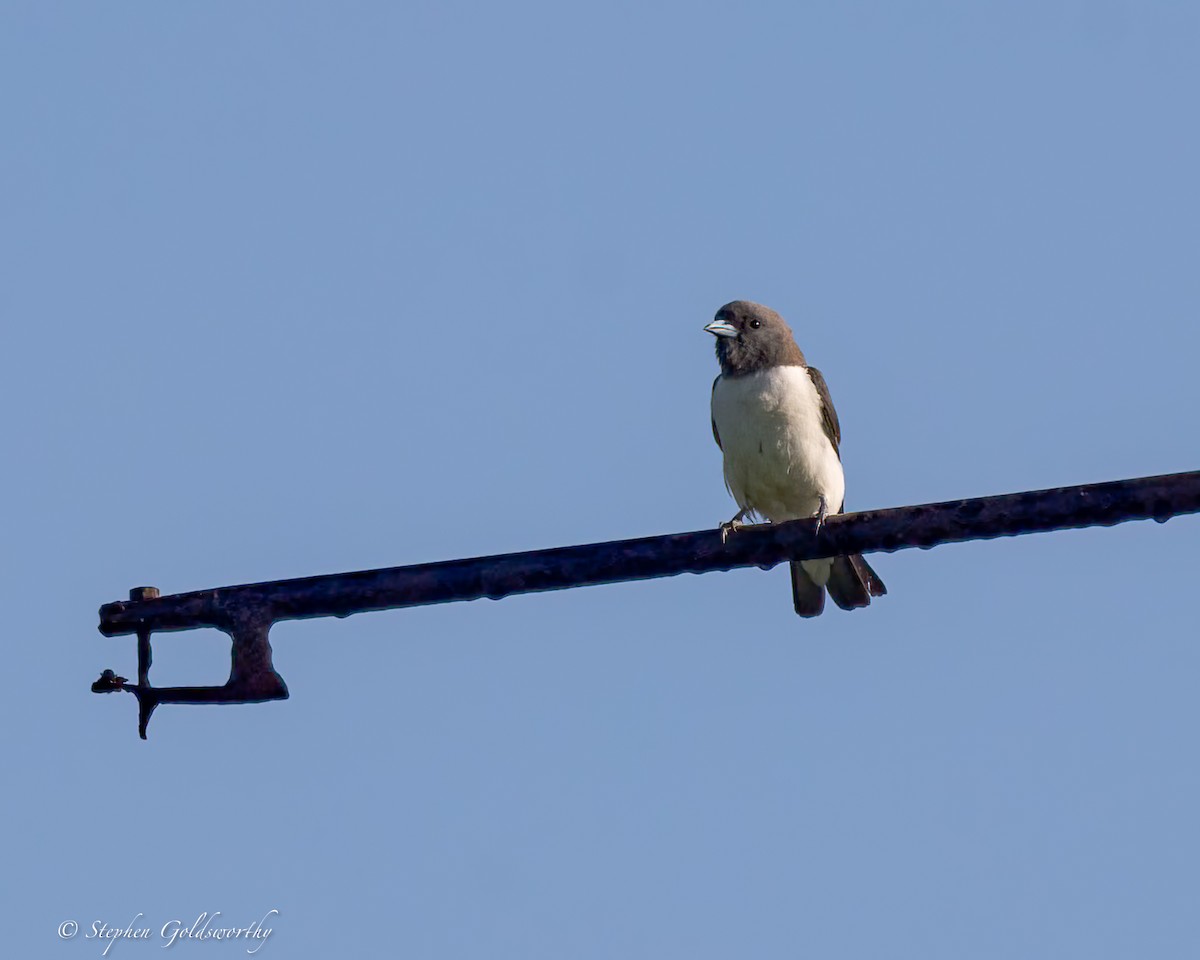 White-breasted Woodswallow - ML618468479