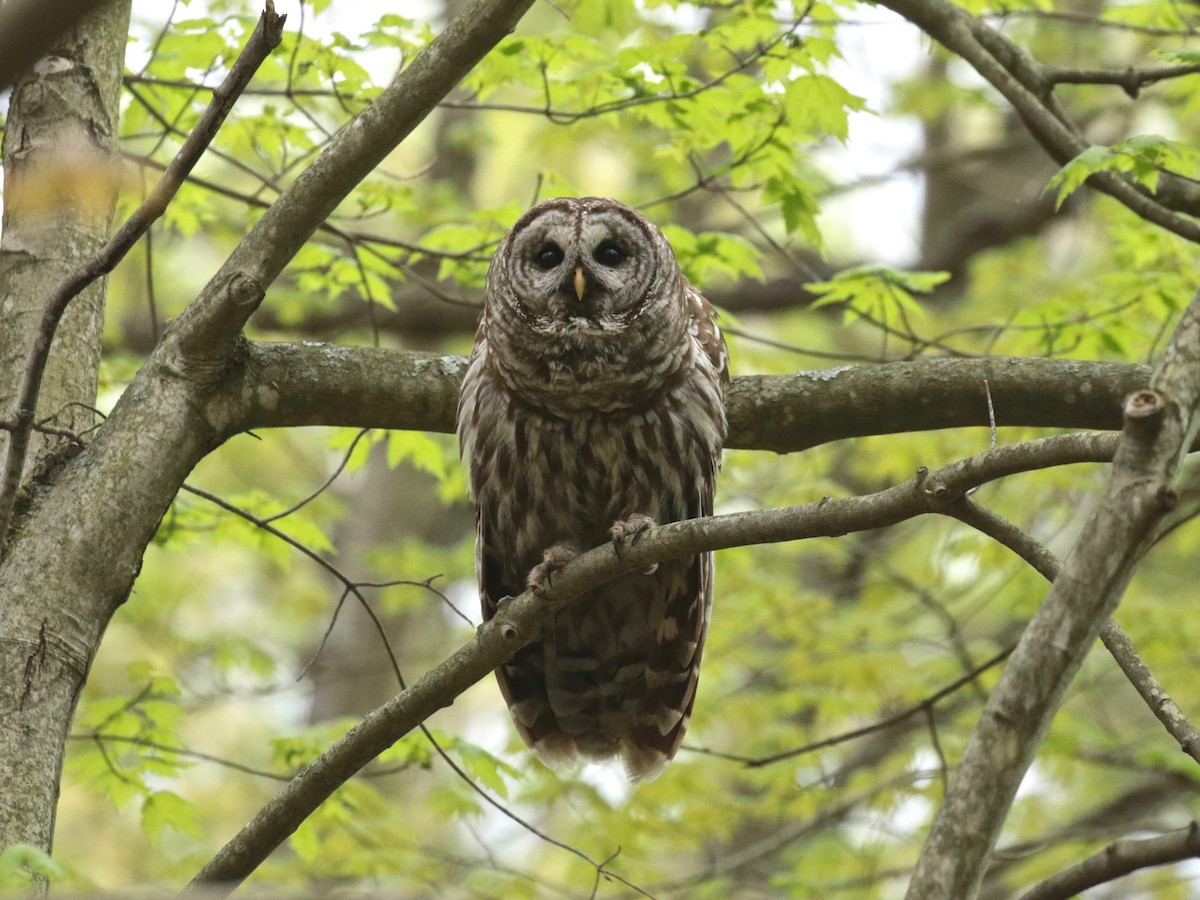 Barred Owl - Paul Jacyk