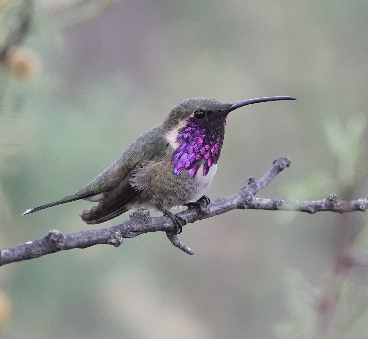 Lucifer Hummingbird - dave koehler
