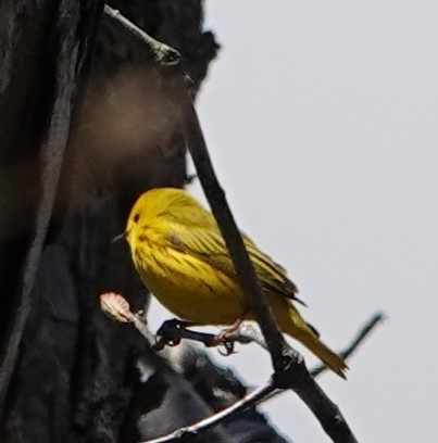 Yellow Warbler - ML618468561