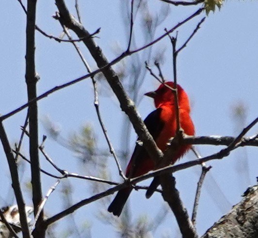 Scarlet Tanager - ML618468582