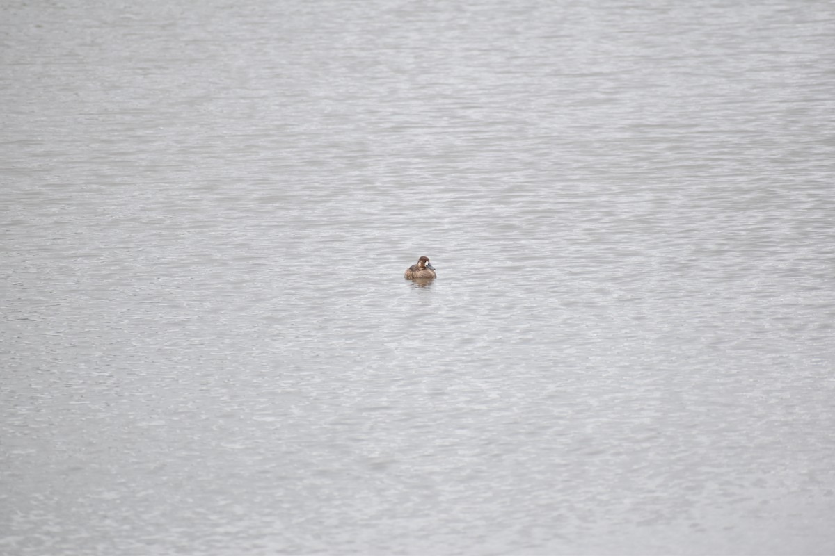 Greater/Lesser Scaup - ML618468604