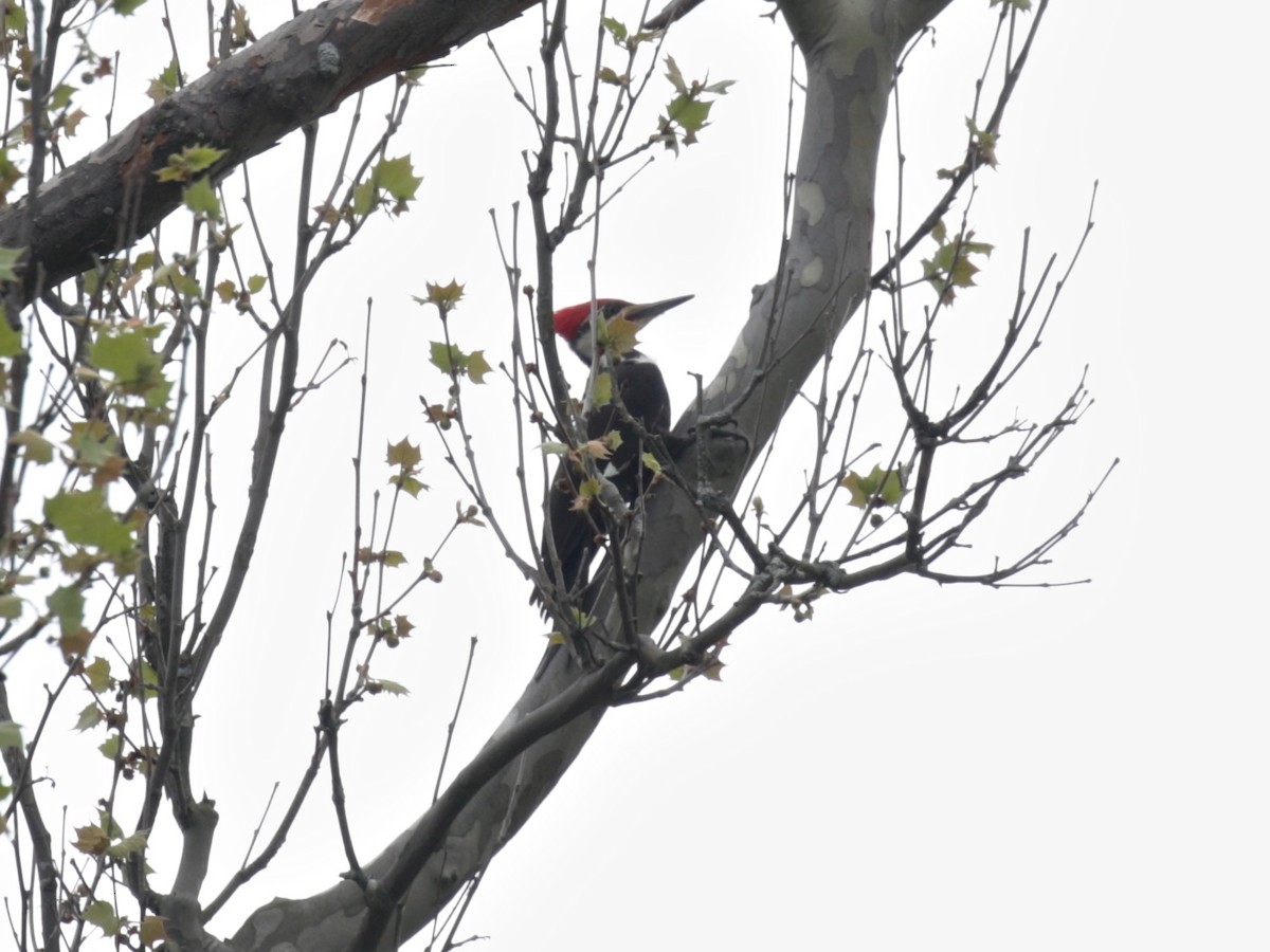 Pileated Woodpecker - ML618468625