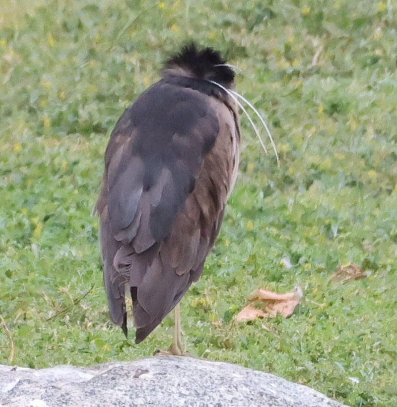 Black-crowned Night Heron - ML618468658