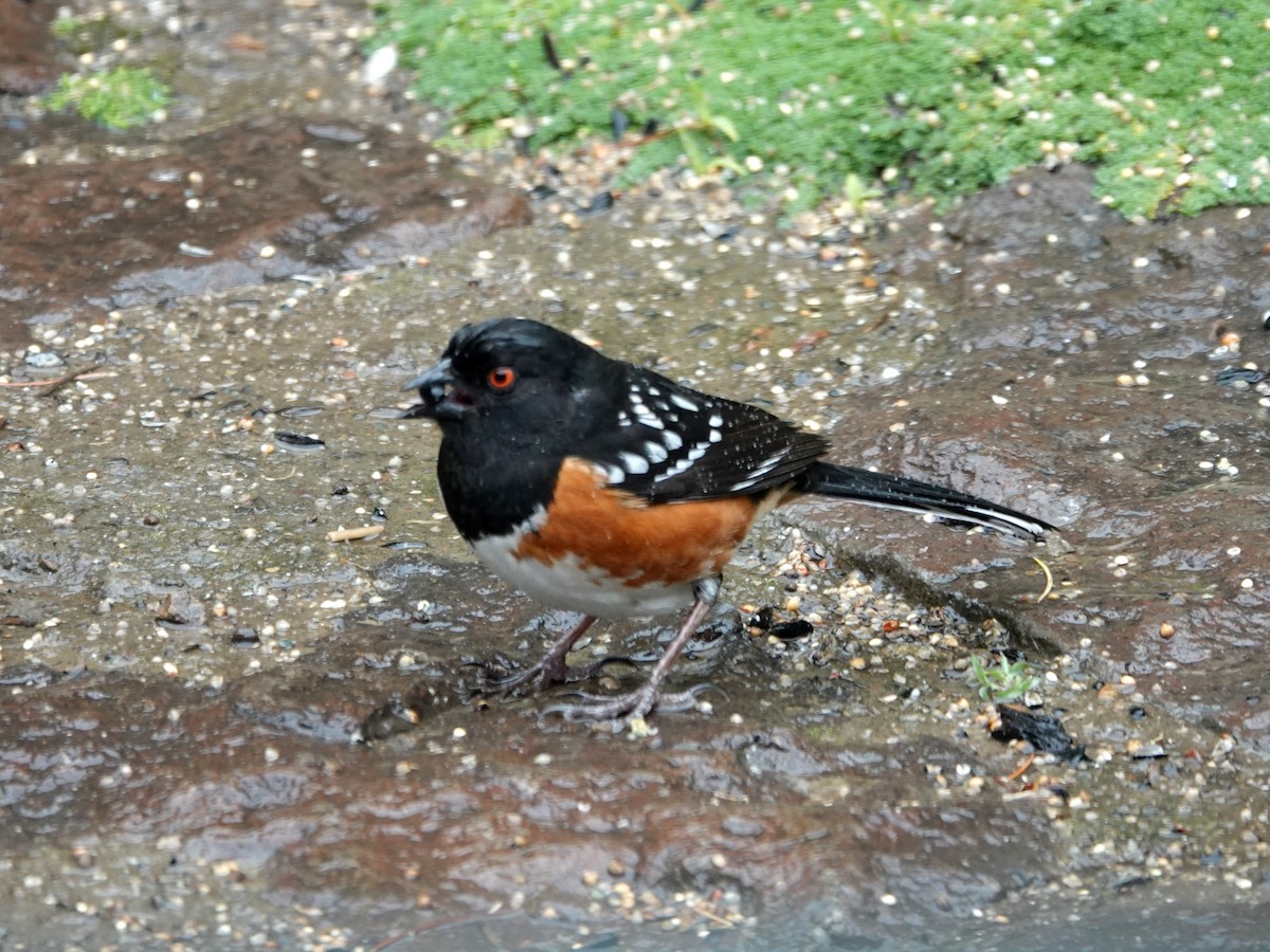 Spotted Towhee - ML618468738