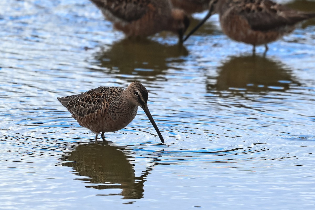 Long-billed Dowitcher - ML618468756