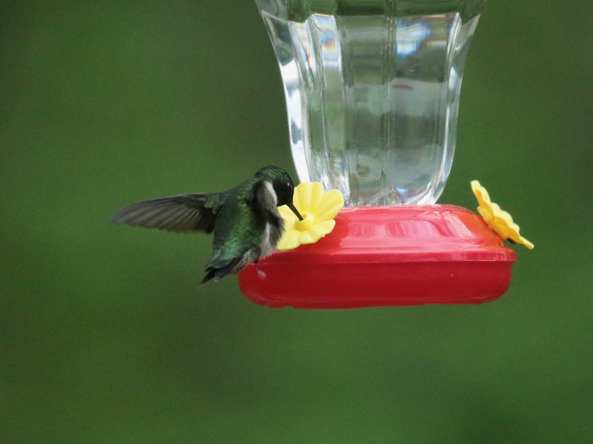 Ruby-throated Hummingbird - ML618468759