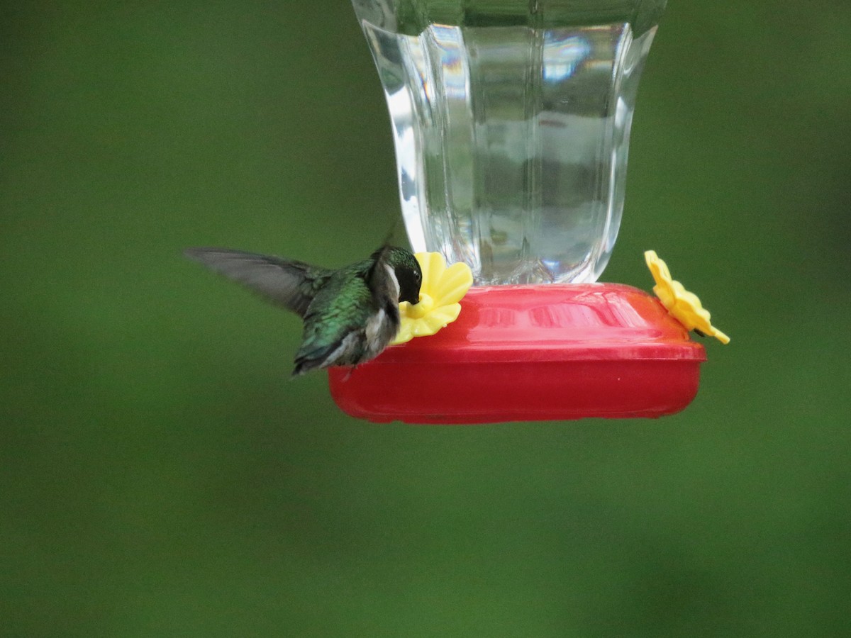 Ruby-throated Hummingbird - ML618468760