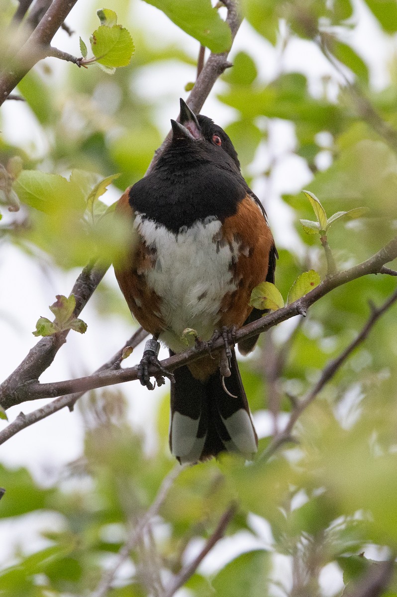 Spotted Towhee - ML618468775