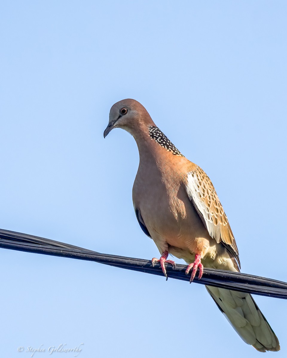 Spotted Dove - ML618468778