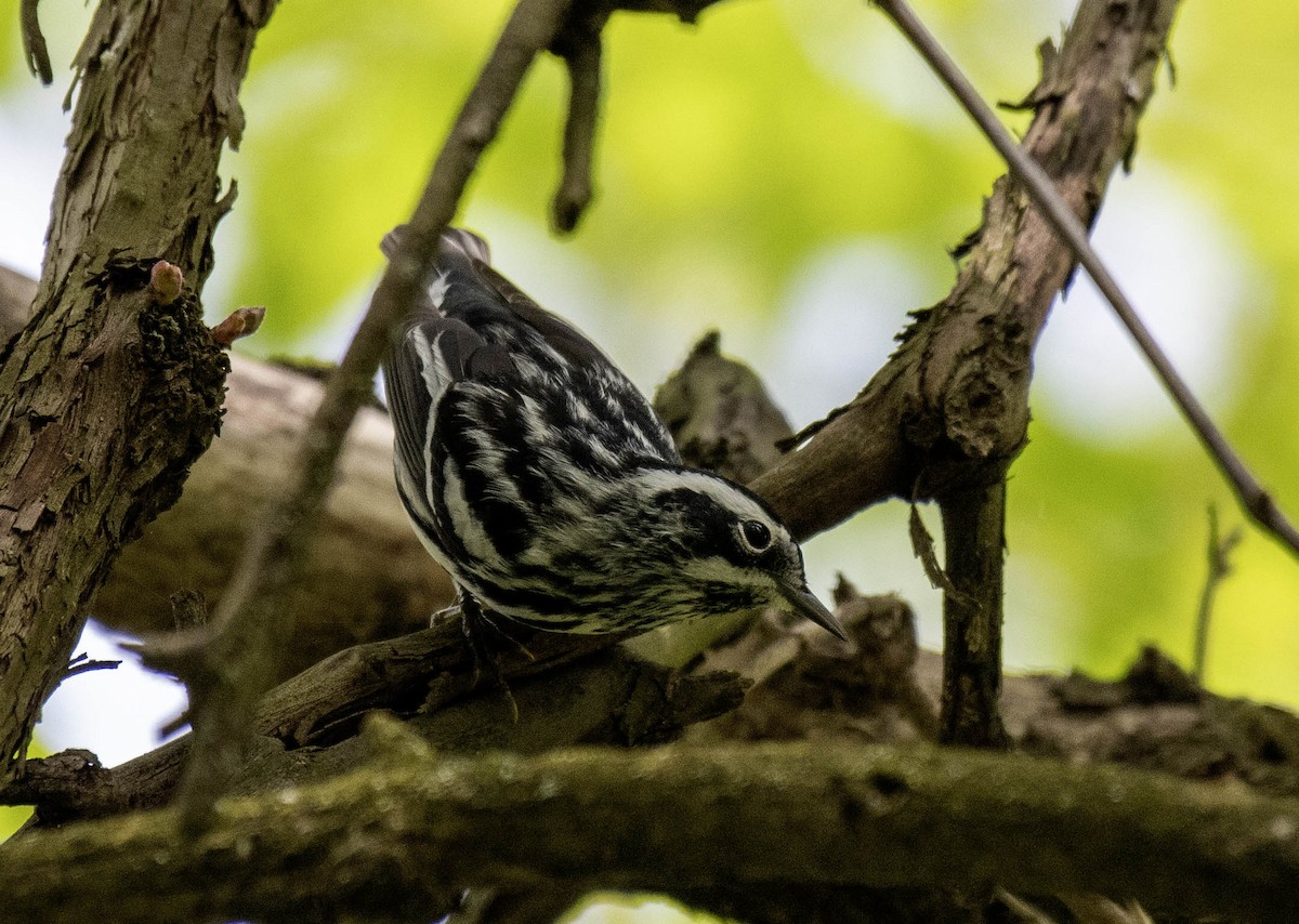 Black-and-white Warbler - ML618468797