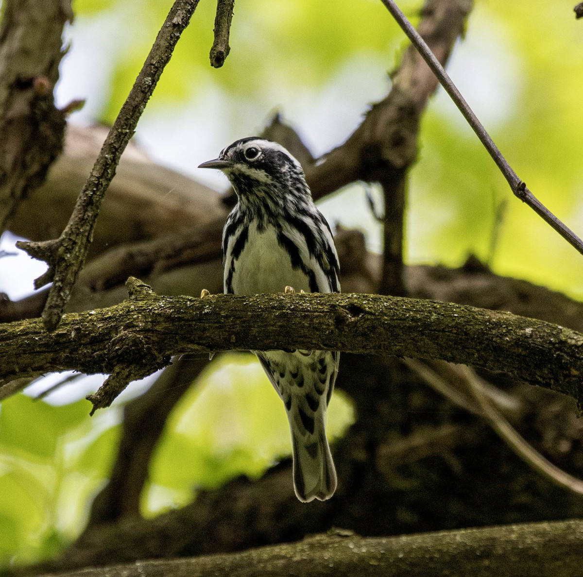 Black-and-white Warbler - ML618468798