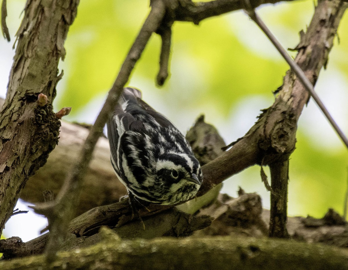 Black-and-white Warbler - ML618468799