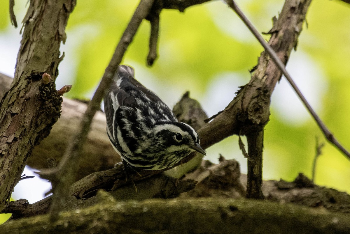 Black-and-white Warbler - ML618468800