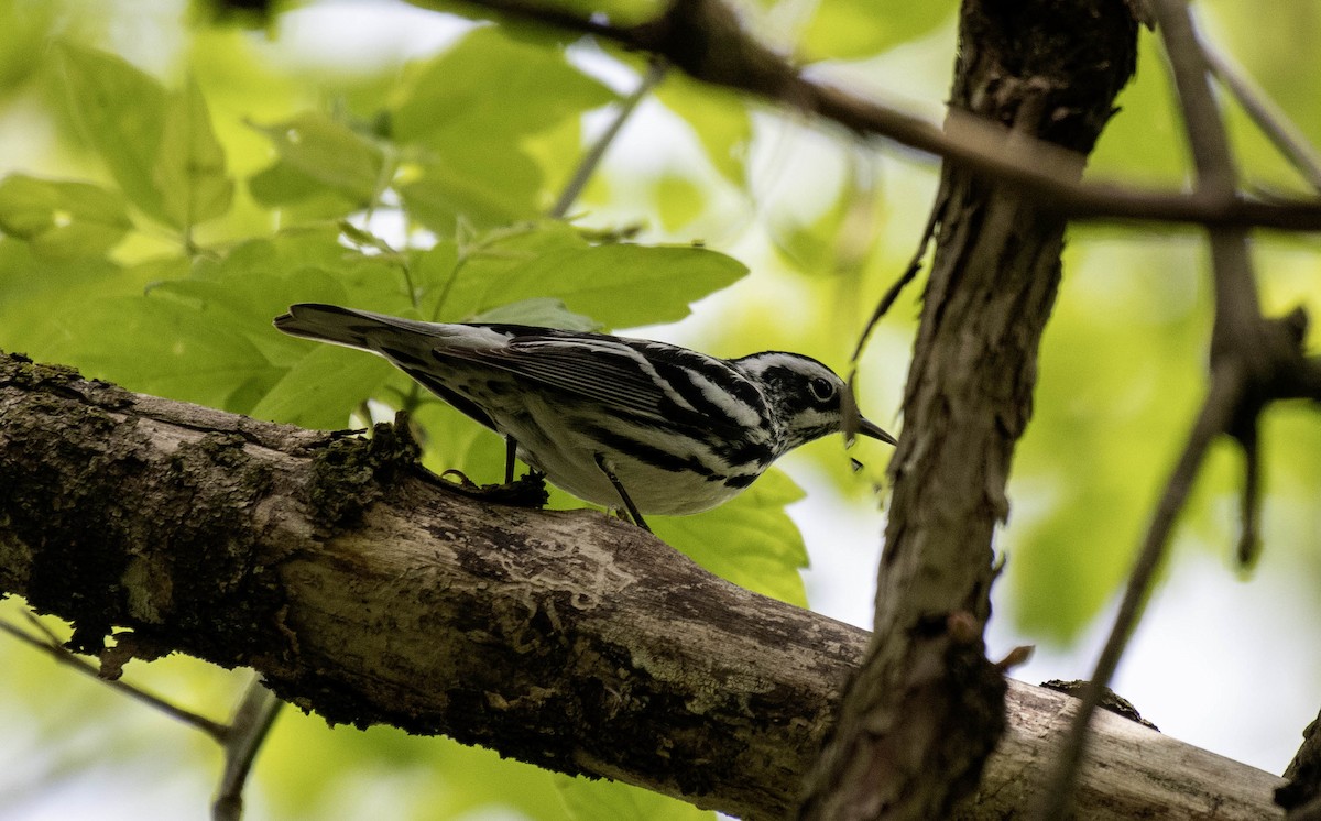 Black-and-white Warbler - ML618468801