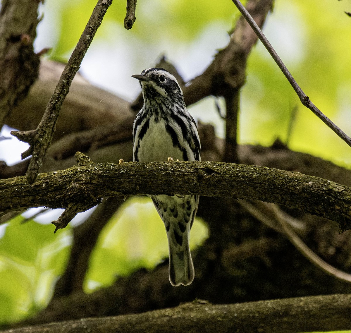 Black-and-white Warbler - ML618468802