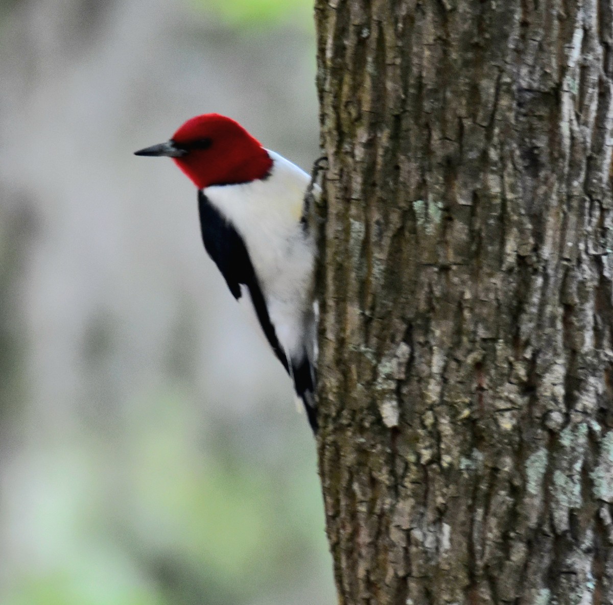 Red-headed Woodpecker - ML618468806