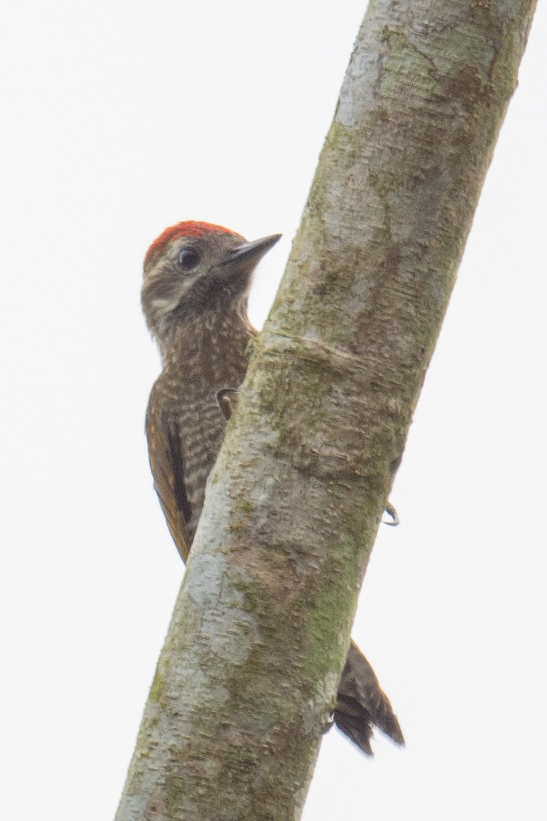 Little Woodpecker - Ross Bartholomew