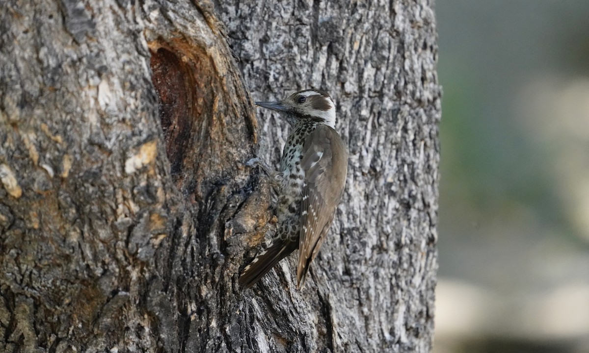 Arizona Woodpecker - ML618468854