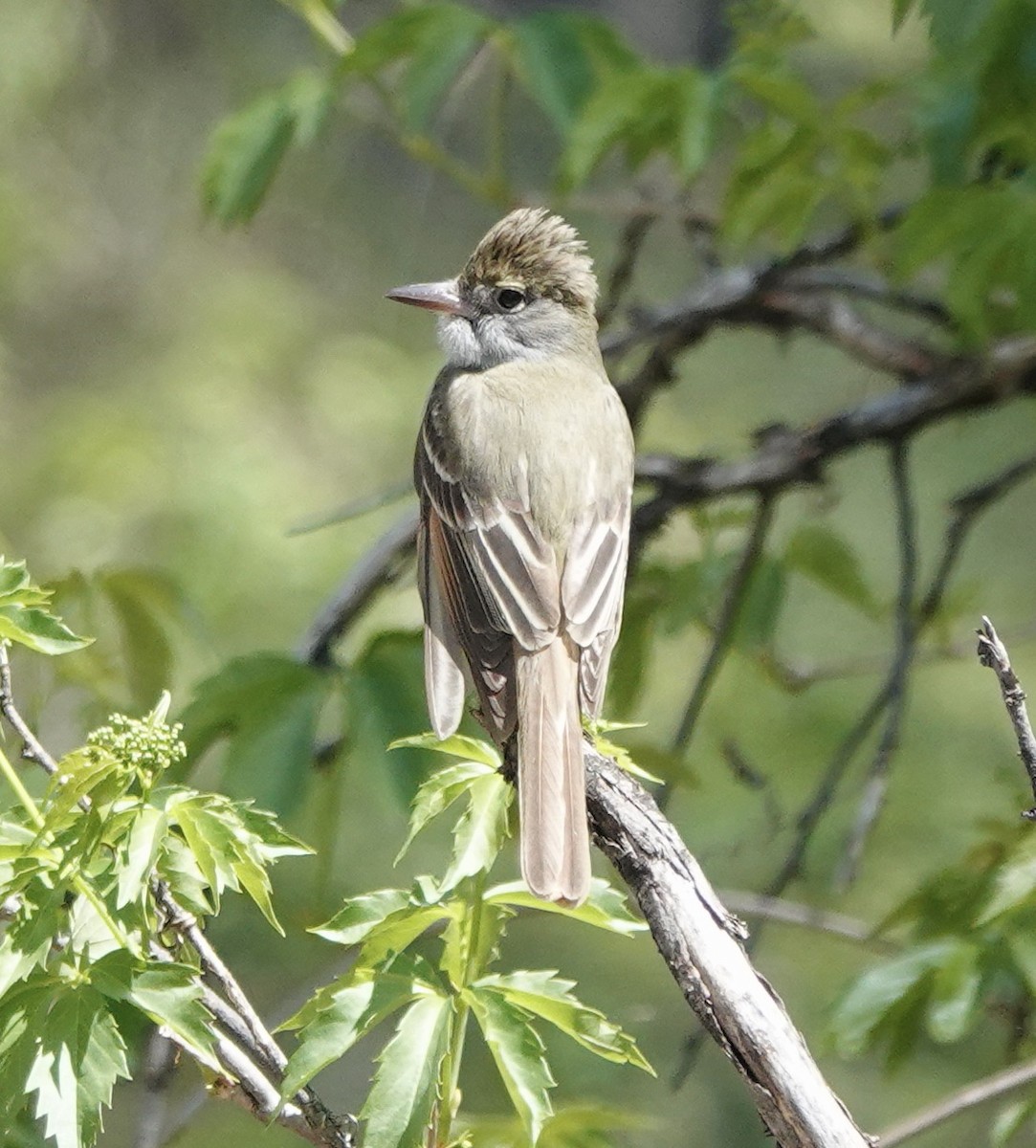 Great Crested Flycatcher - ML618468859