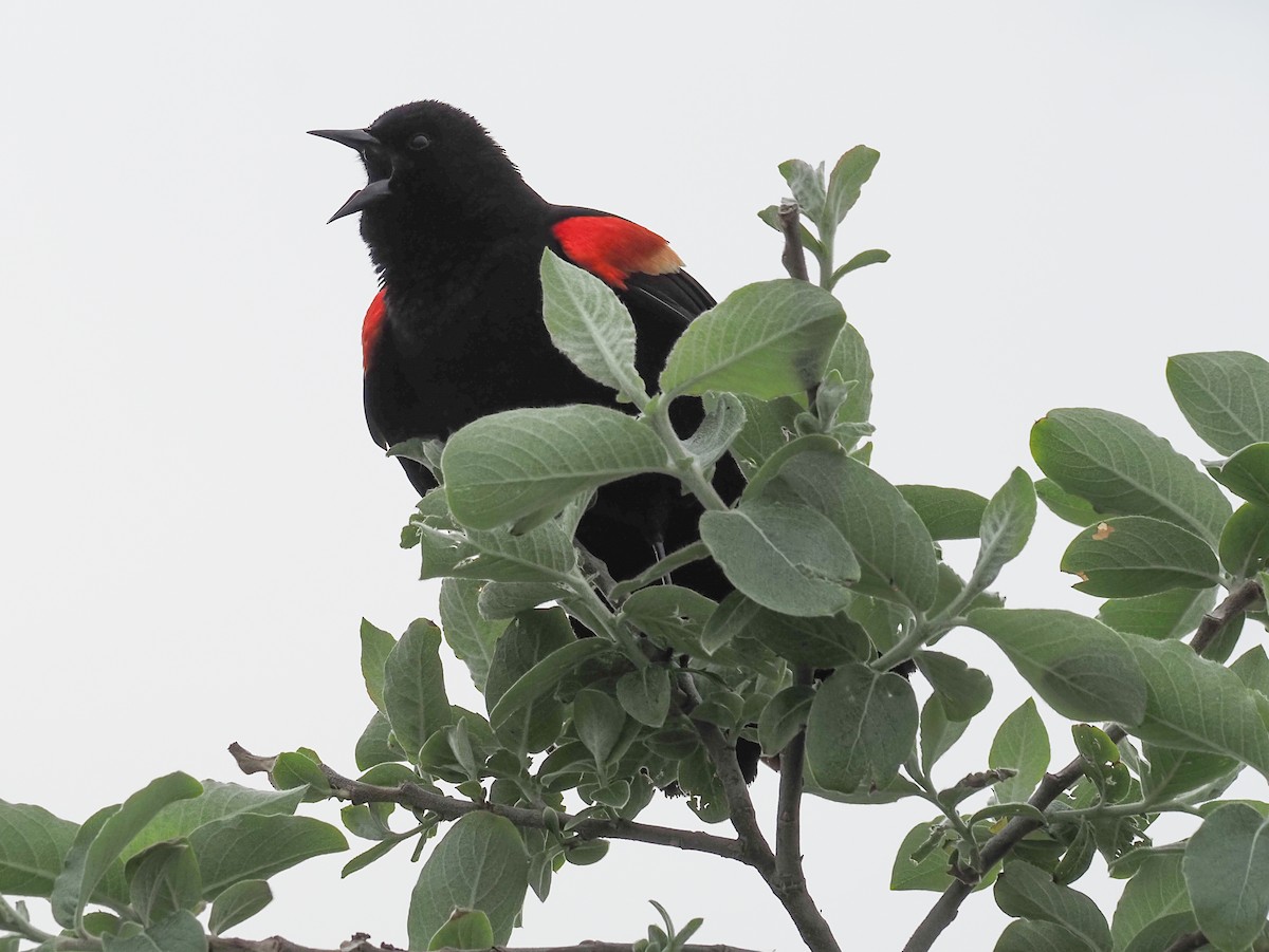 Red-winged Blackbird - ML618468862
